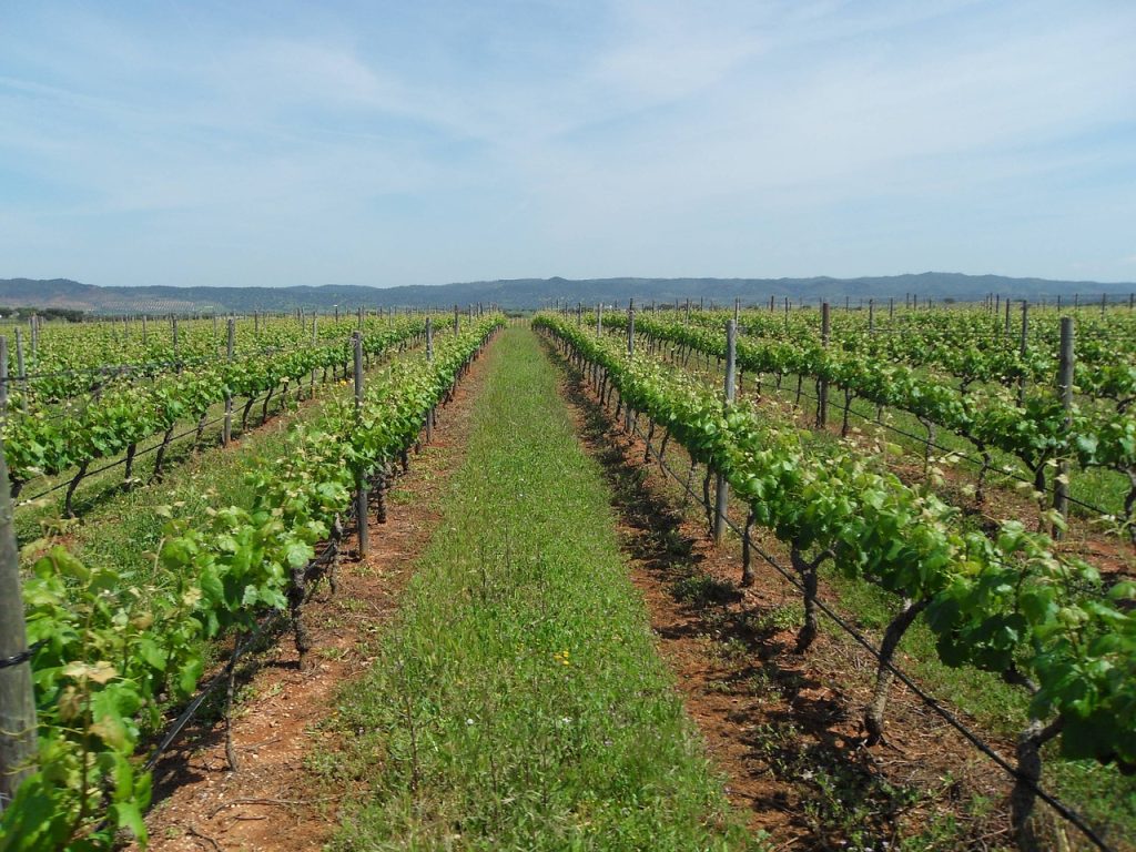 came, wine, alentejo